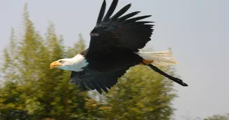 Ecoparc du Rocher des Aigles