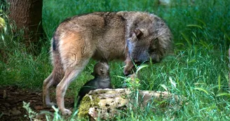 Parc Animalier de Gramat