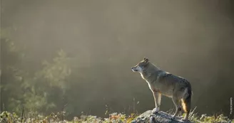 Parc animalier Les Loups de Chabrières