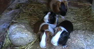 La Forêt des Lapins