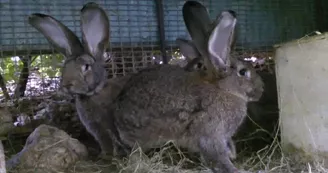 La Forêt des Lapins