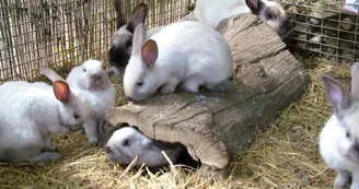 La Forêt des Lapins