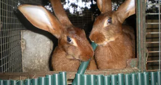 La Forêt des Lapins