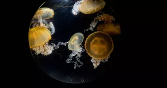 Aquarium de Biarritz