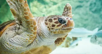 Aquarium de Biarritz