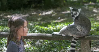 La Vallée des Singes