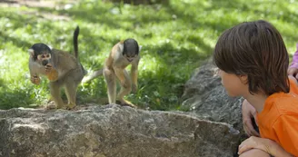 La Vallée des Singes