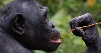 La Vallée des Singes