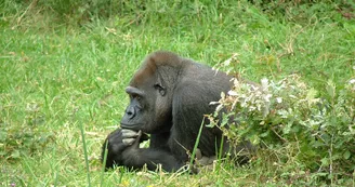 La Vallée des Singes