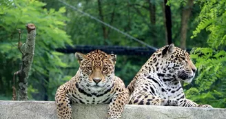 Zoo de Bordeaux-Pessac