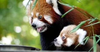 Zoo de Bordeaux-Pessac