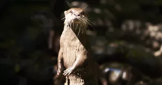 Zoo de Bordeaux-Pessac