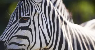 Zoo de Bordeaux-Pessac