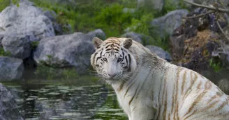 Zoo de Bordeaux-Pessac