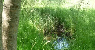 Marais de Saint-Georges-de-Rex et d’Amuré