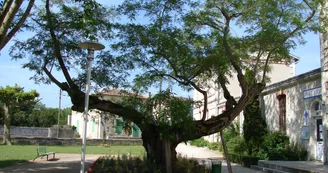 Saint-Hilaire-la-Palud, capitale du Marais sauvage