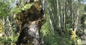 Saint-Hilaire-la-Palud, capitale du Marais sauvage