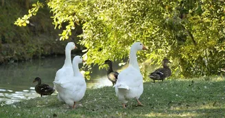 Saint-Hilaire-la-Palud, capitale du Marais sauvage