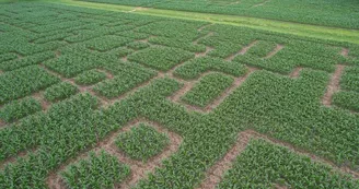 Labyrinthe de Vendoire