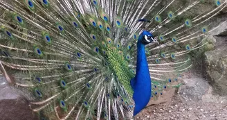 Parc Saint Léger - Parc Animalier