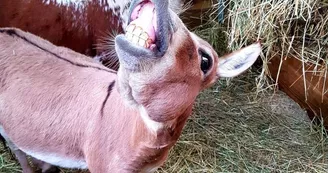 Parc Saint Léger - Parc Animalier