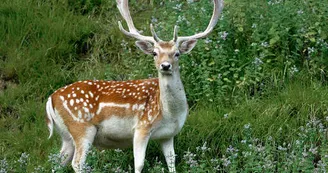 Parc Saint Léger - Parc Animalier