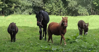 Parc Saint Léger - Parc Animalier