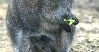 Parc Saint Léger - Parc Animalier