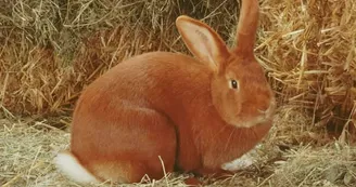 Parc Saint Léger - Parc Animalier