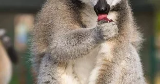 Parc Saint Léger - Parc Animalier