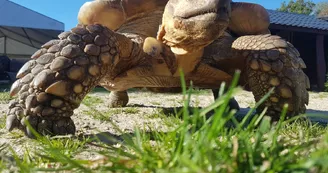 Parc Saint Léger - Parc Animalier