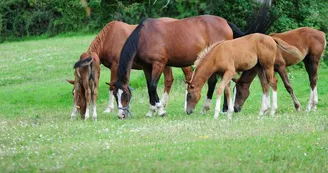 chevaux