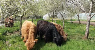 Centre équestre des Highlands 