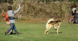 Activités en chiens de traîneau_1