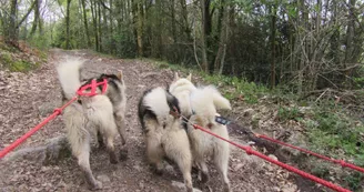 Activités en chiens de traîneau_2