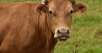 bœuf limousin_1