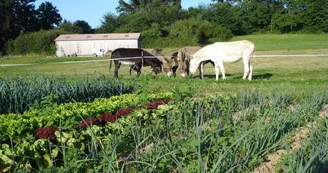 Légumes bio d’Âne et Carotte_1