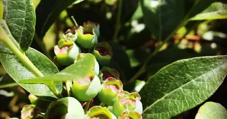 Myrtilles et petits fruits, les Vergers de Claud_5