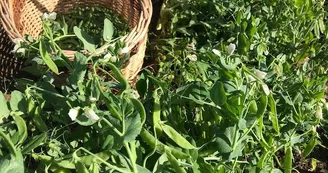 Les légumes de Legaud_5