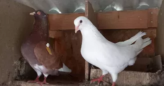 Les pigeonneaux du Moulin La Meyze