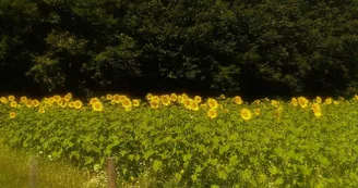 la-ferme-bio-de-marie-les-cars-haute-vienne