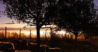 la-ferme-bio-de-marie-les-cars-haute-vienne