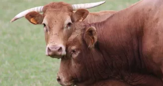 La viande bovine limousine_1