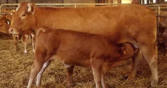 Vache limousine et veau sous la mère_1