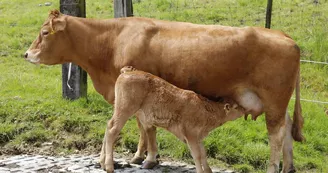 Vache limousine et son veau_2