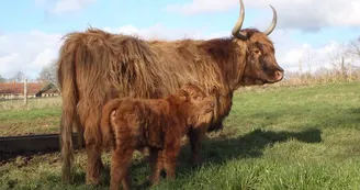 Vache Highland et son veau_2