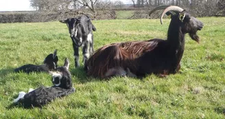 Chèvre avec son chevreau_3