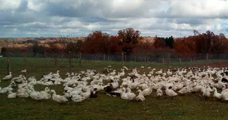 Produits frais et conserves de canards gras - Ferme de Lauzanne_1