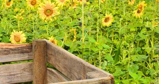 ferme-la-belle-botte-pageas-haute-vienne