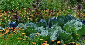 Légumes au jardin_2